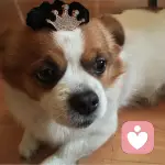 灬毛嘟嘟灬的头像