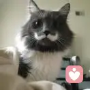 林霜傲梅的头像