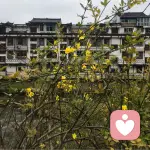 鳳凰涅槃，浴火重生的頭像