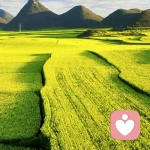 简单的美好的头像