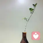 从此冷漠的头像