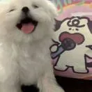 草莓🍓