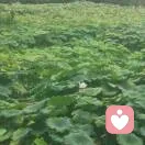 桂圆的头像