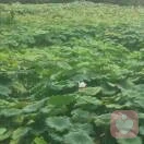 桂圆