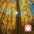 孤独伴我同行的头像