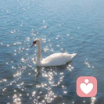 幸运锦鲤的头像