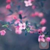花咲