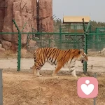 心灵咨询者的头像