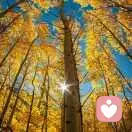 安平乐道的头像