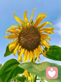 【什么是夢游】一個人，沒有明確自己的“人生價值和意義”，沒有追尋“最高的真理、光明、愛”，沒有一遍又一遍聆聽內心最深處、靈魂最高處的最強音，這就是夢游。配圖