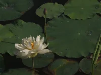 為什么會有說不出的難受，那是因為心里有太多的情緒糾結在一起，這個組合的情緒讓人難以形容。這就需要心理咨詢師去分析感受，找出問題，逐條解決。配圖