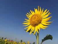 一個(gè)人帶來(lái)的傷害太疼了，會(huì)讓我們對(duì)此很恐懼，容易把這個(gè)恐懼延伸到施害者相應(yīng)的特征上。無(wú)形之中就擴(kuò)大了施害者的范圍，對(duì)于保護(hù)措施來(lái)說(shuō)更安全，可同時(shí)也把類似特征中的其他無(wú)辜者歸納進(jìn)去，造成認(rèn)知的偏差。讓自己的生活范圍減少。我們需要對(duì)施害者準(zhǔn)確定位，一個(gè)是保護(hù)自己，另外不去無(wú)端傷害別人，讓自己的生活影響降到最低。配圖