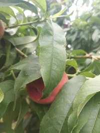 所谓的孤独，
​只不过是对自己的厌倦，
​不愿意面对自己，
​逃离自己，
​寻求与他人作伴。
​