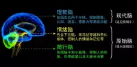 你腦子里一般情況下哪個系統在占主導？?可以怎么三個都拿來為你所用？而不是被它們單獨攻陷？配圖