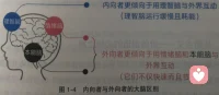 三重大腦系列圖片4：結(jié)合所謂“內(nèi)向者”（內(nèi)向成長者）的優(yōu)勢(shì)及實(shí)現(xiàn)途徑配圖