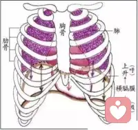 【呼得透才吸得深】以為是吸不下去，其實是沒有呼得出來，說好聽點是提著一口氣，其實就是憋著一口氣。
嘗試著體驗把身體里的氣從腹部依次向上緩慢呼出體外的感覺，
經(jīng)過胸口后就把喉嚨打開、嘴巴微張甚至可以發(fā)出呼氣的聲音，盡量呼干凈、呼透。
感覺自己呼凈呼透后不用急著去吸氣，停一停等一等，吸氣自動就會跟上來，并且會吸得更深。
呼干凈、呼透是體驗放松然后自然吸得更深的基礎(chǔ)方式，
圖3和圖6是另一種讓氣流通道更通暢的方式。
兩個交替去體會，開始可能感覺矛盾，慢慢就能結(jié)合起來：呼得透就吸得深，舌貼上顎通道更暢通氣流自然進(jìn)出。配圖