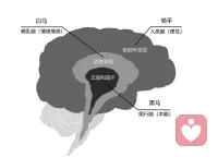 前面介紹了那么多基礎(chǔ)練習
?它們是來單獨輔助腦子的某一部分？
還是讓1+1+1＞3
?至少不會讓它們?nèi)齻€打內(nèi)仗吧
?圖五比圖二多了韁繩
?雖不起眼
?沒它可真沒了靈魂
?它和練習又是什么關(guān)系呢？配圖