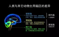 理智（性）腦這個取名確實以偏概全了配圖