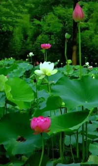 很多人都覺得自己了解心理咨詢、理解心理咨詢，一旦身邊的人壓力太大了，也都會建議對方趕緊去做心理咨詢。

但是，如果自己壓力大了，一旦自己心情不好了，如果有人建議自己去做心理咨詢時，一般又都會拒絕，認為自己沒有必要做咨詢，覺得自己根本不需要做心理咨詢。

這背后是什么邏輯呢？

對于勸別人心理咨詢，這時候，眼里看到的是別人，對于別人，我們一般是看得比較清楚、比較真實、比較準確的。畢竟，旁觀者清嘛。

對于別人勸自己咨詢，這時候，眼里看到的是自己，對于我們自己，雖然說自己距離自己最近，但我們難免燈下黑，難免會有盲區(qū)，所以，有時候反倒看得不清楚、不真實、不準確。畢竟，當事者迷嘛。

那么，鑒于此，該怎么辦呢？如果有人勸我做心理咨詢，我就一定得做嗎？

當然也不能如此簡單、武斷。可以找一個安全、僻靜的時間地點，慢慢想著自己面臨的那個問題，慢慢感受一下自己的胸部和腹部，如果出現(xiàn)胸悶、氣短、憋得慌、壓得慌、堵得慌、等等，只要出現(xiàn)任何一種不舒服的感覺，那就說明內心真的有壓力或者沖突，確實需要心理咨詢。反之，如果想著面臨的問題或處境，胸部、腹部、內心均很平靜、平和、自然，如果沒有任何不舒服的感覺，那就說明內心真的沒有壓力，也沒有任何沖突，確實不需要心理咨詢。配圖