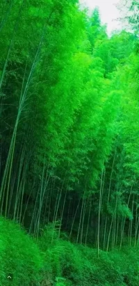 要檢驗(yàn)一個(gè)人對(duì)心理學(xué)，特別是對(duì)心理健康、心理咨詢(xún)等是真懂還是假懂，只需要問(wèn)問(wèn)他是否相信：每個(gè)人都有很多行為模式，而且這些行為模式有些是適應(yīng)性的、建設(shè)性的，有些是非適應(yīng)性的甚至是破壞性的。

凡是相信的，說(shuō)明對(duì)心理學(xué)已有較深刻、較正確的理解了；凡是不相信的，則說(shuō)明對(duì)心理學(xué)的理解比較膚淺，還處于理性、理智的階段，或者正能量的階段，或者道德的階段，或者倫理的階段，總之是“理”有余而“心”不足！

特別令人心慰的是，隨著心理咨詢(xún)次數(shù)的增加，不適應(yīng)的行為模式變得越來(lái)越少、越來(lái)越小！

這就是心理咨詢(xún)的作用！這就是心理成長(zhǎng)的意義！配圖