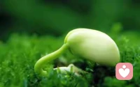 一个人心理成熟以后，是不是就不会犯错误了？不是的，仍然有可能犯错误。那么，心理成熟者犯错误，与心理不成熟者犯错误，有什么不同呢？心理成熟者犯错误以后，其情绪反应往往不太剧烈甚至反应不明显，而心理不成熟者则情绪波动较大。更明显的不同是，心理成熟者会吃一堑长一智，而心理不成熟者可能会一而再再而三地犯相同的或类似的错误。