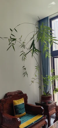在咨詢室里，與來訪者心靈共舞的每一刻，都讓我感受到滿滿的幸福。能夠深度傾聽、共情，見證他們的變化與成長，是一種無比珍貴的體驗。配圖