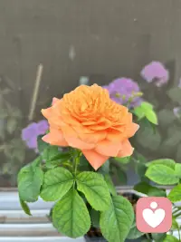 今天學到的：
呈現脆弱+指責=親密殺手
呈現脆弱+不指責=親密配圖