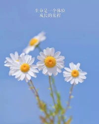 生命不是一個有待解決的問題，生命是一個持續體驗成長的旅程。配圖