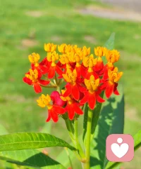 咨詢有感:一朵生長(zhǎng)中的花，它只是純?nèi)坏鼗钪緛?lái)是什么樣子就是什么樣子，這就是完整（即本自具足）。它無(wú)需為了證明自己有多美而去奮力地綻放自己，它的美只是活出了它的本色。它也無(wú)需去證明自己有多重要而去競(jìng)相爭(zhēng)艷，它知道自己是誰(shuí)，它的重要只是活出了它自己而已。如果你認(rèn)清了真正的自己并去深入地了解自己，那么在這份深入的了解中你就開(kāi)始蛻變了。而當(dāng)你為了證明自己時(shí)，你就遠(yuǎn)離了你本來(lái)的自己，你的生命就會(huì)因此變得沉重而寡歡，就像一朵正在綻放自己的花是不會(huì)呈現(xiàn)出陰郁的色彩的。配圖