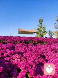 《我們要活著》

我們要活著
做一場美夢
以微笑為準則，把所有的日常
都爭取過得有意思
遇見的人，既不躲閃也不沉默
給身心以營養
用美好的東西，包括
食物、書籍、信仰以及健康的關系
喂大那卑微的自我

即使我們的內外世界都會沉浮
也要讓自己在沉浮間活著
即使從出生起
人就注定一步步走向死亡
我們仍要活著
只要生命還存在
就像——
埋下的種子
都要發芽、開花、結出果實
開鑿的井，終日清水不斷配圖