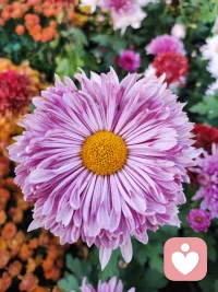 《我们有一份》
我们有一份黑暗需要忍耐
我们有一份光明需要看见
我们有一份空白需要填充
我们有一份渴望需要聆听
我们有一份脆弱需要接纳
我们有一份爱恨需要诉说
我们有一份喜悦需要分享
我们生而破碎
用活着来修修补补配图