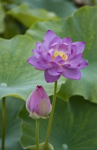 在健康的關(guān)系里經(jīng)得起雙方情緒的表達，而在自戀者的關(guān)系里只允許其單方面情緒的存在。?真正的和解也從不是靠單方面壓抑來達成的，而是雙方都有勇氣直面自己的陰影。配圖