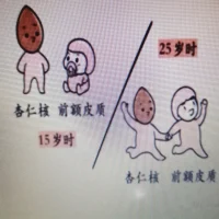 大腦中負責感知情感的杏仁核在15歲就發育成熟，而負責控制情感的前額皮質要到25歲左右才會成熟。成熟狀態不一致的生理結構，讓發育中的兒童青少年可以像成人一樣感知情緒，卻無法控制情緒和行為，因此更容易被刺激，同時又不能自主地處理情緒。配圖