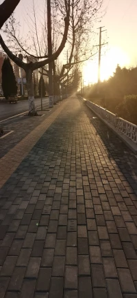 灑滿陽光的路，一天開始了。配圖
