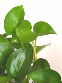 如果腳里有小石頭，你可以繼續走路，但如果可以拿出來，是不是可以走的更舒服呢？
——小石頭做為來訪者執念、焦慮等的象征。配圖