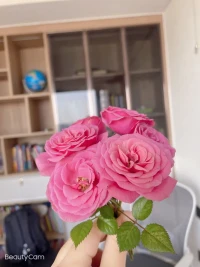人對早期生活的諸多記憶是有機的，人們可以修改其對人生任何時間事件的回憶，改變回憶的是他們在記憶中注入的情緒，這種情緒因他們對家庭的情感而著色，情感會隨時間的流逝而改變配圖