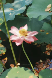 情緒是一種能量，由于沒(méi)有受到承認(rèn)，能量沒(méi)有被消除，相反這些情緒會(huì)變成另外一種形式，以破壞性的方式重新浮出水面，例如軀體方面，生病，智力方面思維混亂或局限，情感方面如神經(jīng)質(zhì)或心理障礙。配圖