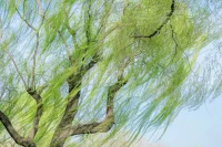 物來順應，當時不雜，
未來不迎，既過不戀…

過多思考應該 不應該
就忽略了可能性

思慮過多
情感板結
身體僵硬

少了流動與溫度
也丟失了直覺
丟失了敏銳

物來順應，當時不雜，
未來不迎，既過不戀…配圖