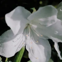 我是全職媽媽，整天都圍著孩子轉，可還是感覺孩子跟我不親密，什么原因呢？
    陪伴不只是需要有陪的形式，還要有伴的實質，如果媽媽表面上陪在孩子身邊，卻不能及時給予孩子情感上的回應，不參與孩子的游戲活動，同樣無法取得陪伴的效果，因此在陪伴孩子的過程中，要全身心的投入，積極回應孩子的問題，參與到孩子的游戲中，這才是真正的陪伴！配圖