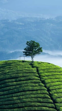 学会做自己的内在父母，才可能彻底治愈自己……
        所有你的真实情绪，实际上都来自你的内在小孩。真正的长大，是我们做自己的内在父母。
       积极自我养育的第一步，是训练你的意识去聆听只属于你自己的、特别的内部对话。
        学会满足自己的需要，而不是等待别人来给予。最终，你可以彻底治愈自己，无论伤口有多么深。
        你必须首先知道自己究竟想要什么，才能考虑如何去得到它。
        如果作为内在父母，你不考虑内在小孩的感受，那么一段时间之后，内在小孩就会对自己的感受变得麻木。
        所谓疗愈，就是让自我成长的力量大过童年创伤和原生家庭的桎梏。