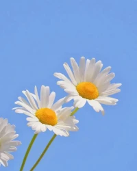 今日小滿，是炎夏的開始，也是收獲的前奏?；ㄎ慈_月未圓，人間最好是小滿，萬事不求圓滿，盈而未滿，生命無限，心靈自由。配圖