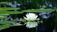 心理學(xué)上有個(gè)詞叫“情緒耗竭。”指個(gè)體的情感資源如果被消耗過度，人就會(huì)疲乏不堪，精力喪失。情緒一旦被耗盡，人就像個(gè)泄了氣的皮球一樣，隨便一點(diǎn)風(fēng)吹草動(dòng)，就能被戳破。可見負(fù)面情緒對(duì)人的消耗，不比筋骨勞累少。中年以后，我們要好好保護(hù)好自己的情感資源，避免情緒耗竭。
人生就是一場修煉，情緒穩(wěn)定，才能風(fēng)平浪靜。
大家早上好！
?配圖