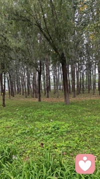 树林的这边
我静静的——
赏花阅草
慢慢的
悠闲的——
散步呼吸
这大自然赋予我的一切
好滋养好惬意

树林的那边
是繁华的都市
是车水马龙
是不尽的喧哗

猛然间
我发现——
喧哗和清静只隔着一片树林
看我怎么选择