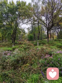 树林的这边
我静静的——
赏花阅草
慢慢的
悠闲的——
散步呼吸
这大自然赋予我的一切
好滋养好惬意

树林的那边
是繁华的都市
是车水马龙
是不尽的喧哗

猛然间
我发现——
喧哗和清静只隔着一片树林
看我怎么选择