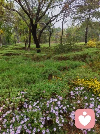 树林的这边
我静静的——
赏花阅草
慢慢的
悠闲的——
散步呼吸
这大自然赋予我的一切
好滋养好惬意

树林的那边
是繁华的都市
是车水马龙
是不尽的喧哗

猛然间
我发现——
喧哗和清静只隔着一片树林
看我怎么选择