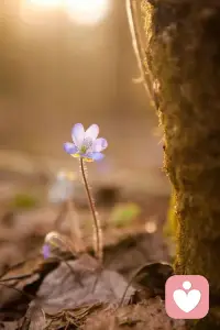 折磨我們的從來不是，
任何人的情緒，
而是我們心存幻想的期待！
世間萬事都在治愈我們，
唯獨我們不肯放過自己……配圖