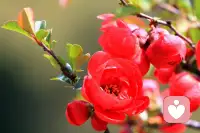 你正在經(jīng)歷的，?正是上天贈(zèng)予你的禮物。
如果它是美好的，請(qǐng)你好好珍惜它。
如果它是痛苦的，請(qǐng)你更要好好珍惜它，
因?yàn)樗赡苁悄阄磥砩畹霓D(zhuǎn)折點(diǎn)，
但請(qǐng)你千萬不要原地等待人生的翻轉(zhuǎn)，
也許它是想給你的人生一個(gè)破局的出口，
只是沒有給你可商量的余地！配圖