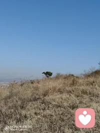 打卡第5天，爬野山3小時。
春生夏長，秋收冬藏。我們的人生也是如此，處于春天的你，好好去努力，別辜負了你的美好時光；處于夏季的你，好好去奮斗，別辜負成長的大好時機；處于秋季的你，那就好好去享受你收獲的豐碩果實；冬季的你，更不要消極和懈怠，好好儲備你的能量，厚積薄發，下一個春天就是你最燦爛的季節??！配圖