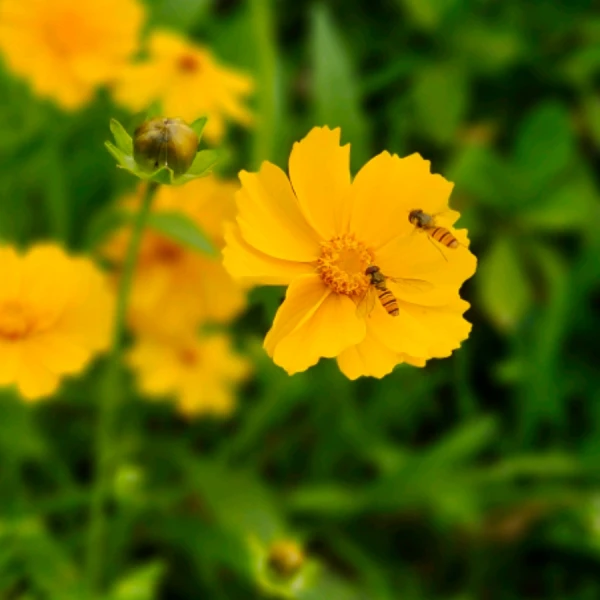 李玉心理专家,李玉心理咨询费用,李玉心理咨询效果怎么样