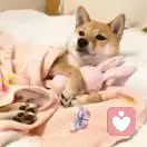 巧乐兹味的小烁的头像